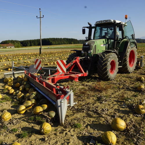 andaineur de citrouille de citrouilles - Moty GmbH