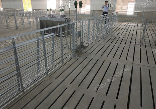 Cage de mise-bas plancher latté - Finishing Stall_3 - Qingdao Deba Brother Machinery Co.,Ltd