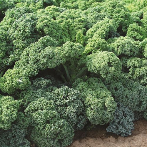Semence de laitue d'été - CN KAL 1029 F1 - CN Seeds Ltd - hybride