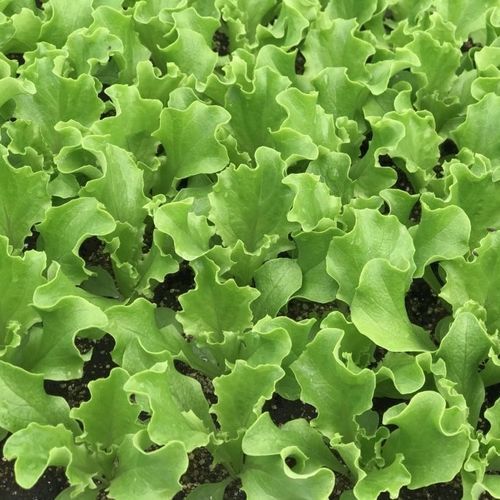Semence de laitue annuelle - CRX 45009 - CORA SEEDS srl - résistante à l'oïdium / résistante au mildiou du feuillage