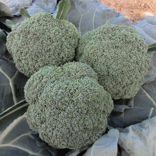 Semence de brocoli demi-précoce - Maori F1 - CORA SEEDS srl - annuelle / d'automne / hybride