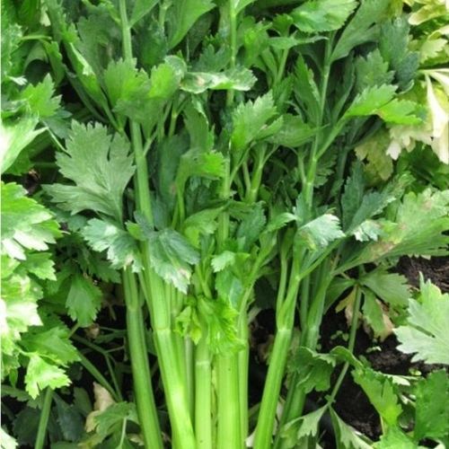 Semence de céleri demi-tardive - CRX 1170 - CORA SEEDS srl - annuelle