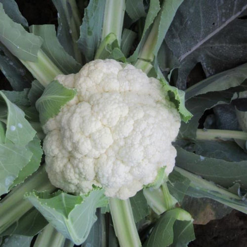 Semence de chou-fleur précoce - CRX 13983 F1 - CORA SEEDS srl - annuelle / résistante à l'oïdium