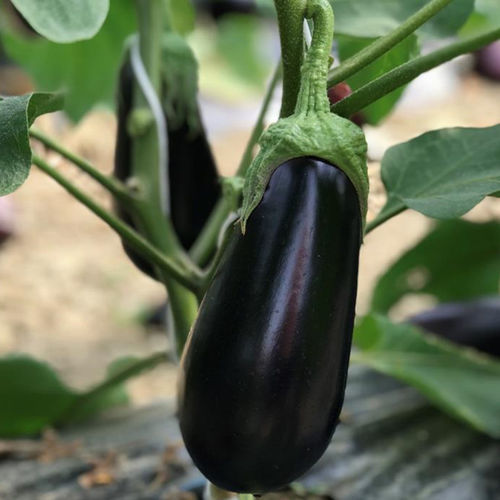 Semence d'aubergine précoce - Ciclope F1 - CORA SEEDS srl - annuelle / pour culture sous serre