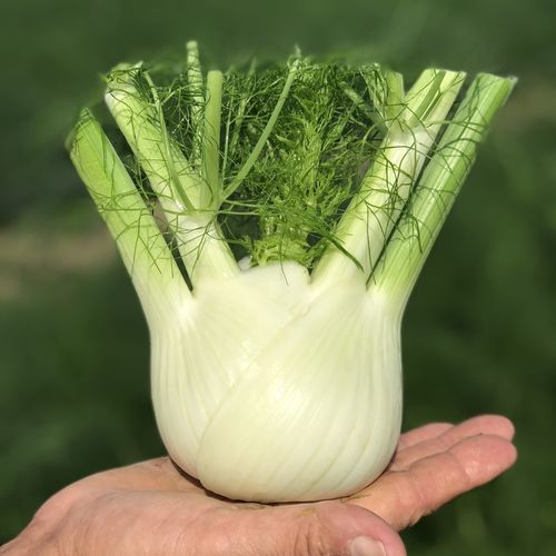 Semence de fenouil précoce - Enea F1 - CORA SEEDS srl - d'été