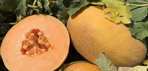 Semence de melon très précoce - CRX 88104 F1 - CORA SEEDS srl - résistante à l'oïdium / résistante à la mosaïque