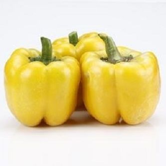 Semence de poivron demi-précoce - CRX 61136 F1 - CORA SEEDS srl - résistante à la mosaïque / résistante à l'oïdium / d'été