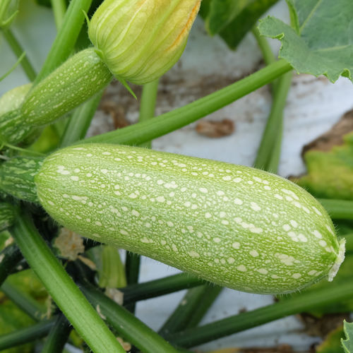 Semence de courgette précoce - Giotto F1 - CORA SEEDS srl - résistante à la mosaïque / résistante à l'oïdium / résistante au mildiou du feuillage