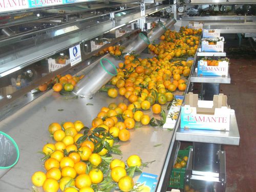 Machine d'emballage de fruits - Elisam s.r.l. - automatique