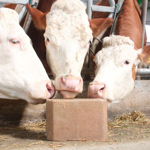 Pierre à lécher pour bovins - EnergyBox Eco - farmann - pour caprins / pour ovins / pour chevaux