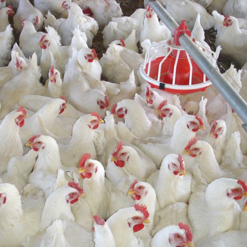 Système de volière pour poulet de chair - FACCO - d'intérieur
