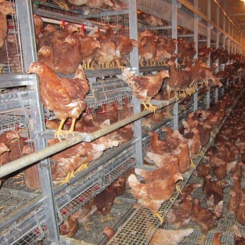 Système de volière pour poules pondeuses - FACCO - multi-étages / d'intérieur
