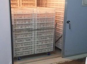 Éclosoir de poules - Vijay Raj - de type armoire / numérique