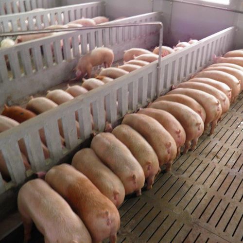 Équipement d'alimentation pour porcins - CIMA - de tube / alimentation liquide