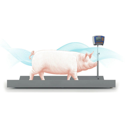 Balance pour cochon - CIMA - numérique / à plate-forme / mobile