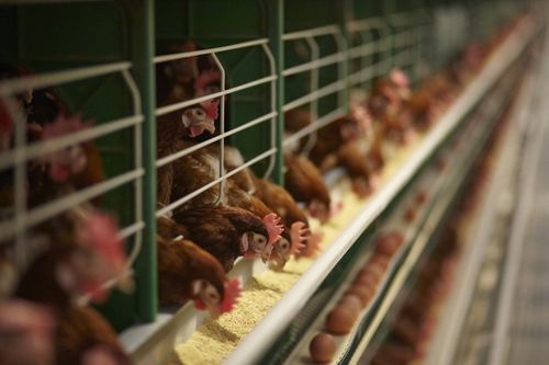 Système d'élevage de poulettes - D - ZUCAMI POULTRY EQUIPMENT S.L.U