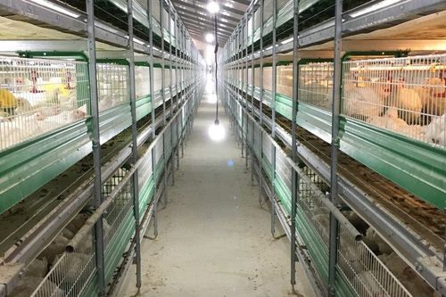 Système d'élevage de poulets de chair en cages - B 1610 - ZUCAMI POULTRY EQUIPMENT S.L.U