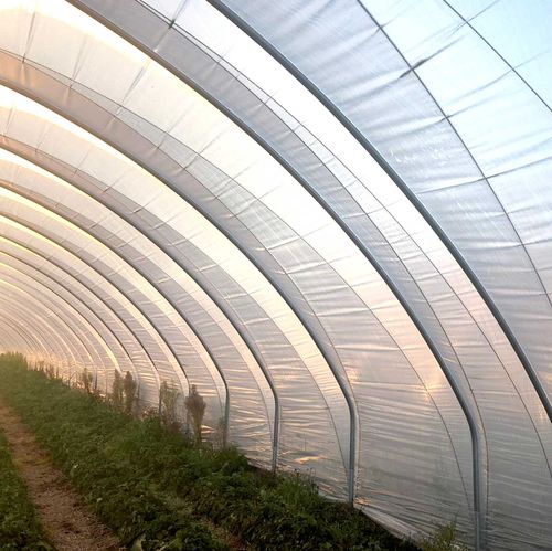 Serre multi tunnel - TOP SNOW - TÉCNICAS SANJORGE SL - de production / en plastique / structure en acier
