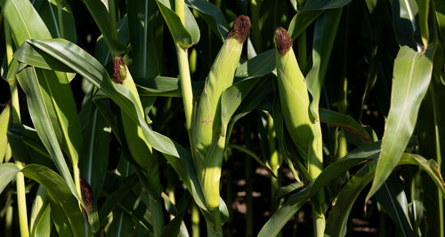 Semence de maïs grain - Limagrain Europe - fourrager / hybride / adaptée aux zones sèches