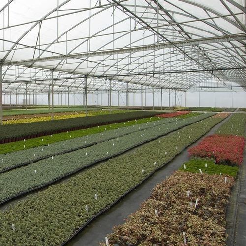 Serre multi chapelle - Gothic  - Resif Greenhouse Technologies - de production / en plastique / structure en acier