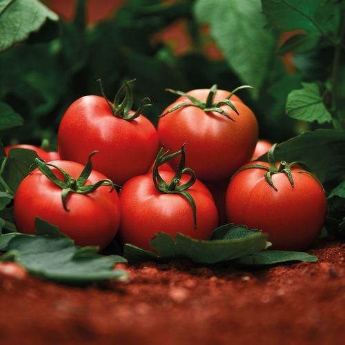 Semence de tomate rouge - DİRİLİŞ - Manier Seeds - demi-précoce / ronde