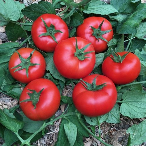 Semence de tomate rouge - NUSRET - Manier Seeds - ronde / pour culture sous serre