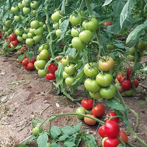 Semence de tomate rouge - TURKUAZ PLUS - Manier Seeds