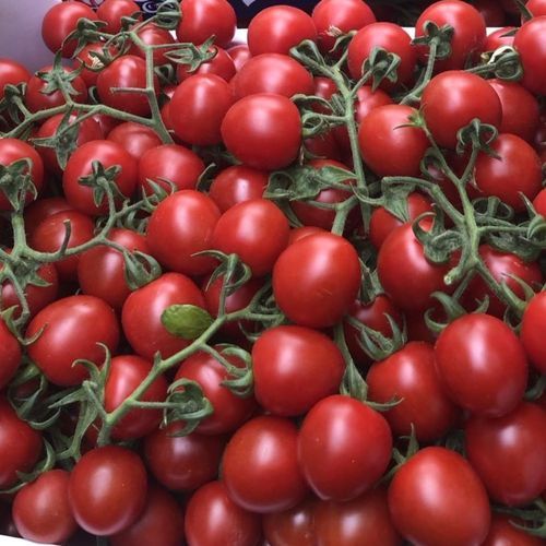 Semence de tomate - ORCHESTRO - Manier Seeds