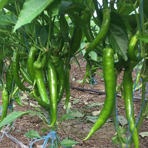 Semence de poivron précoce - DERCAN - Manier Seeds - verte