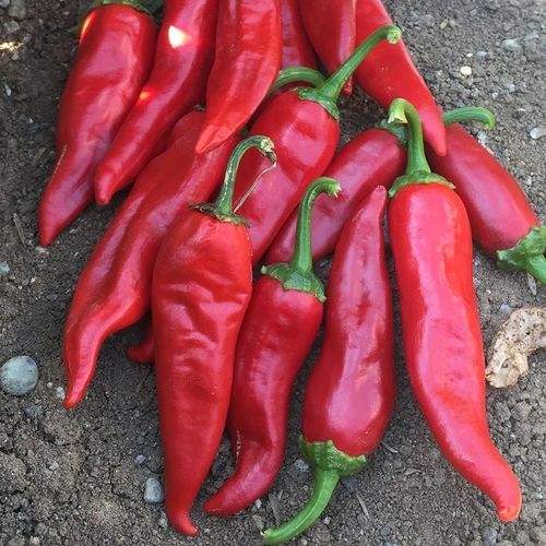 Semence de poivron très précoce - PUMA - Manier Seeds - rouge / verte
