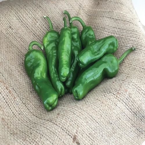 Semence de poivron pour culture sous serre - SEYIR 63 - Manier Seeds - rouge / verte