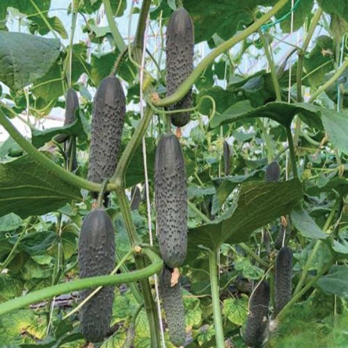 Semence de concombre de printemps - KARGU - Manier Seeds - d'automne / verte