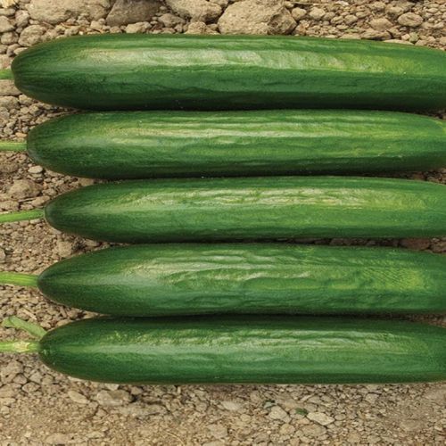 Semence de concombre de printemps - MRC 6052 - Manier Seeds - d'automne / verte