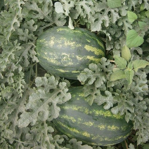 Semence de pastèque demi-précoce - ORKA - Manier Seeds - rouge / verte