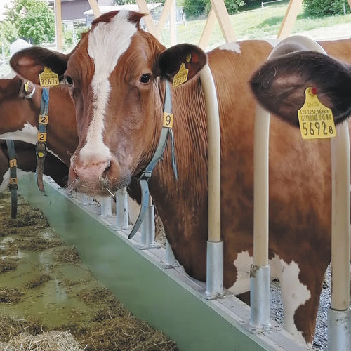Cornadis pour bovins - SpeedFlex® - SPEED FRANCE