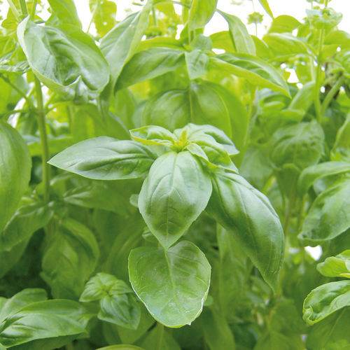Semence de basilic d'été - GRAND VERT BAVIRES - Graines Voltz - Voltz Horticulture