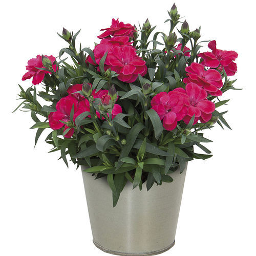 Semence de fleur bisannuelle - OSCAR® - Graines Voltz - Voltz Horticulture - persistante / rouge / blanche