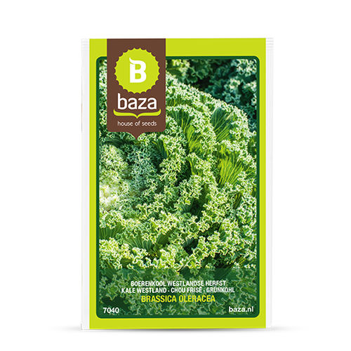 Semence de chou d'automne - 7040 - BAZA Seeds Holland b.v.