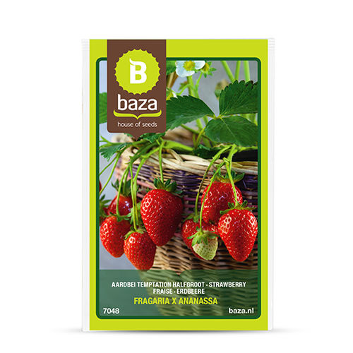 Semence de fraisier - 7048 - BAZA Seeds Holland b.v.