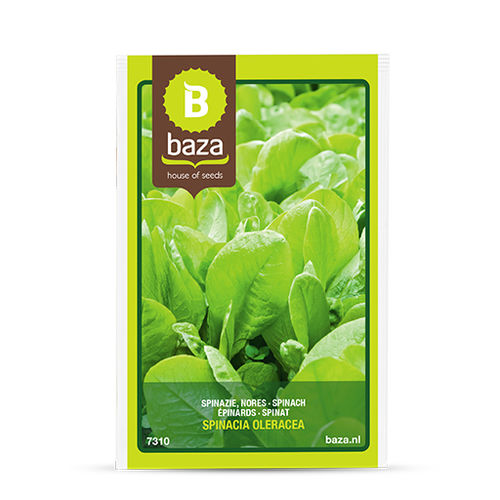 Semence d'épinard précoce - 7310 - BAZA Seeds Holland b.v. - de printemps