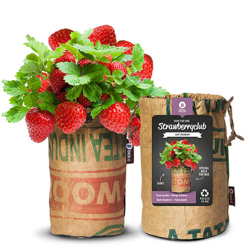 Semence de fraisier rouge - 18027562 - BAZA Seeds Holland b.v.
