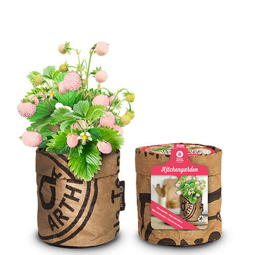 Semence de fraisier - 18027030 - BAZA Seeds Holland b.v.