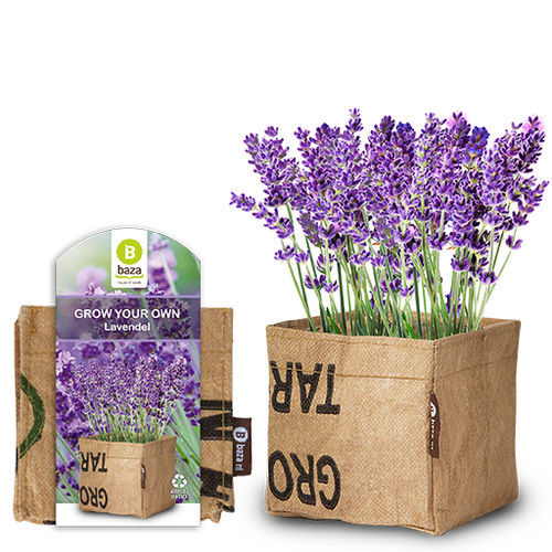 Semence de fleur vivace - 180115 - BAZA Seeds Holland b.v. - violette / d'intérieur / pour jardin
