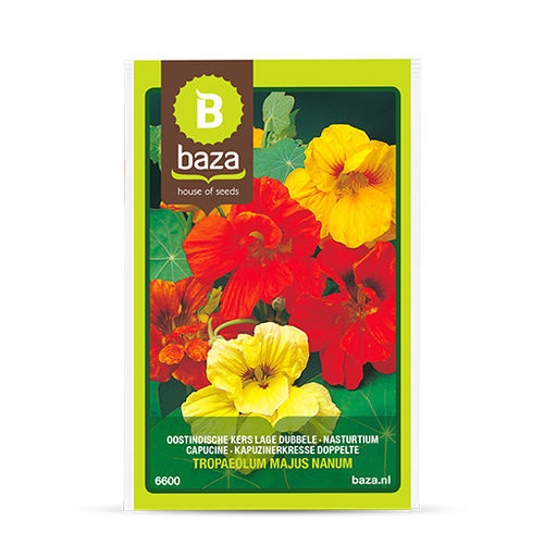 Plantes Et Fleurs De Noël : Lesquelles Choisir