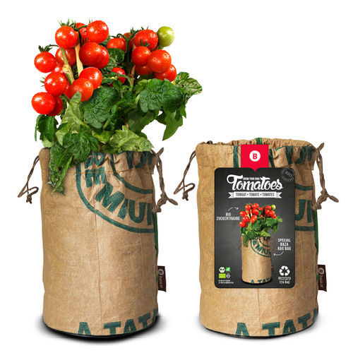 Graine de tomate cerise rose - ZUCKERTRAUBE - BAZA Seeds Holland b.v. - ronde