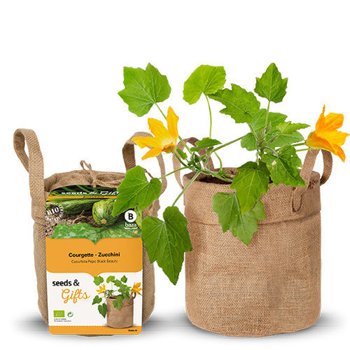 Semence de courgette biologique - 130530 - BAZA Seeds Holland b.v. - précoce