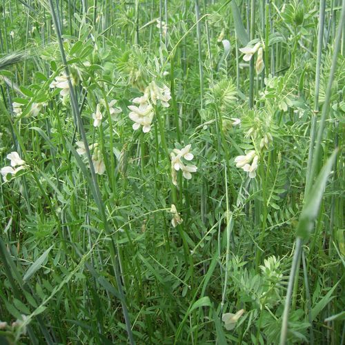 Couvert végétal de vesce - DETENICKA PANONSKA - SEED SERVICE s.r.o. - CIPAN / pour restituter d'azote / pour structurer le sol