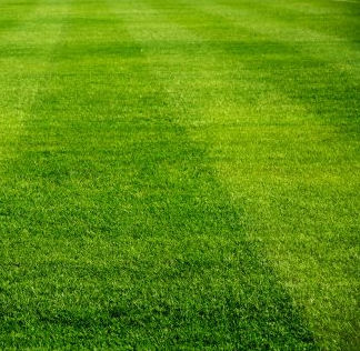Semence de gazon - Perennial Ryegrass TRENCK - SEED SERVICE s.r.o.