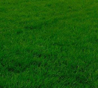 Semence de gazon - Hard Fescue SHAUN - SEED SERVICE s.r.o.