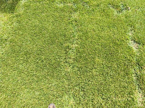 Semence de gazon - Festuca arundinacea LEXINGTON - SEED SERVICE s.r.o.